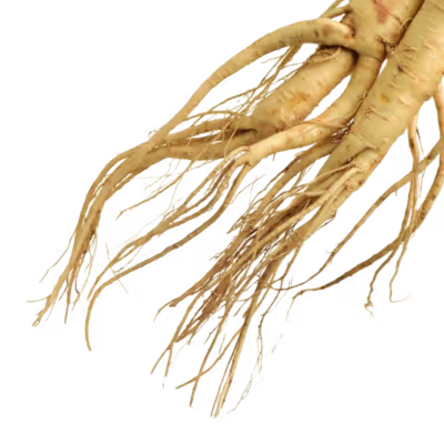 Branch bark.