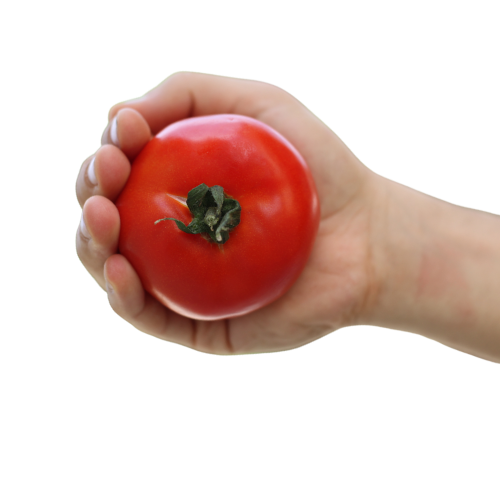 A hand holding a tomato.